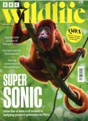 BBC Wildlife