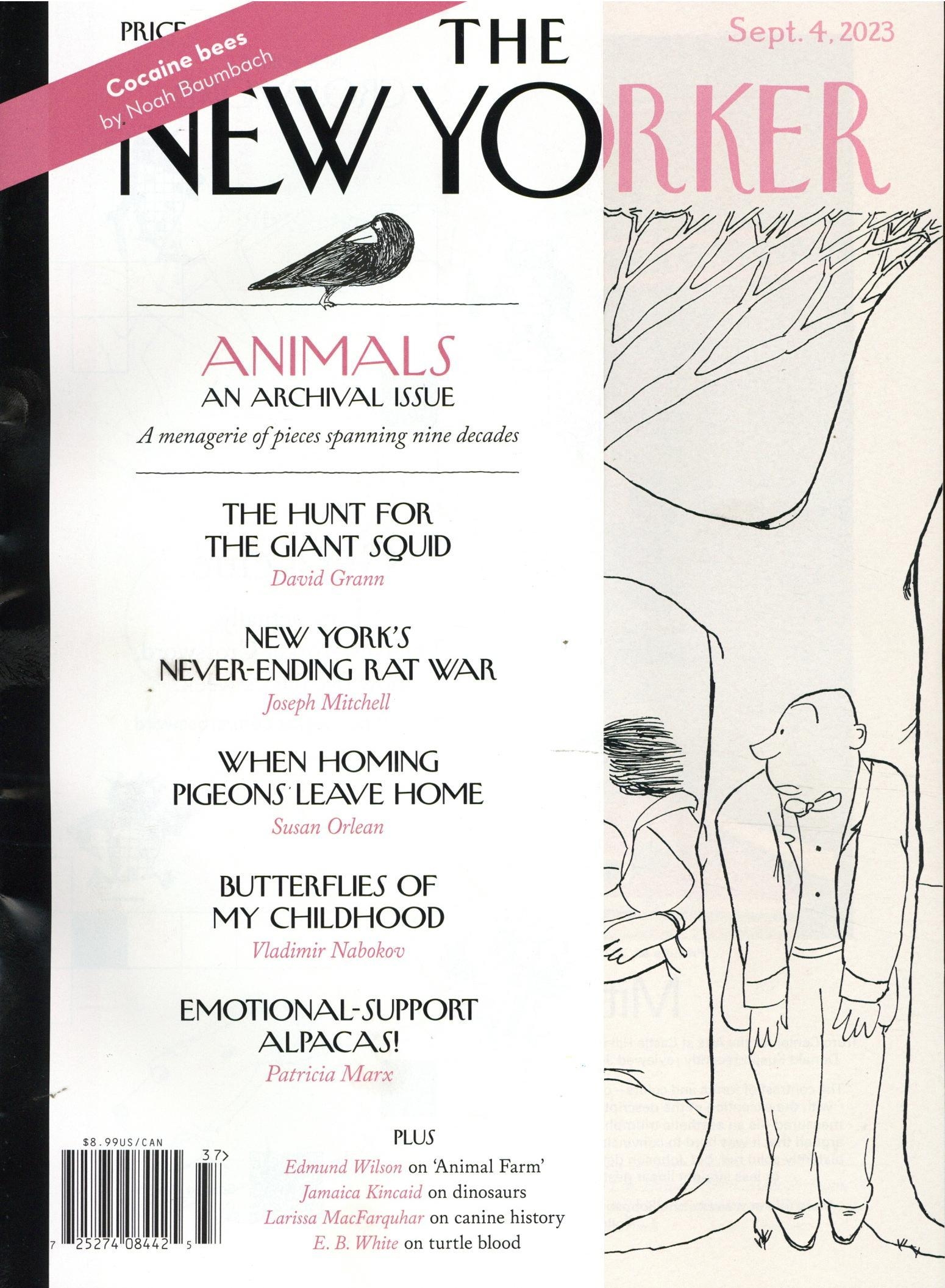New Yorker